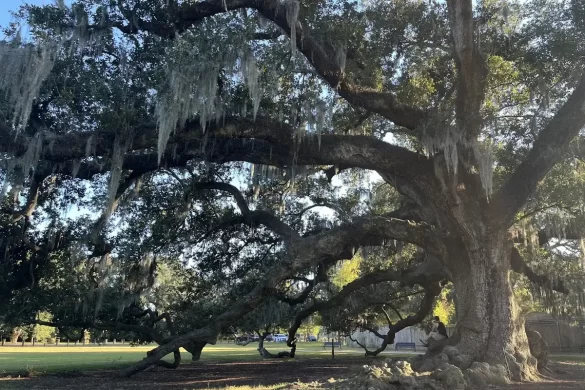 Tree of Life in New Orleans Audubon Park