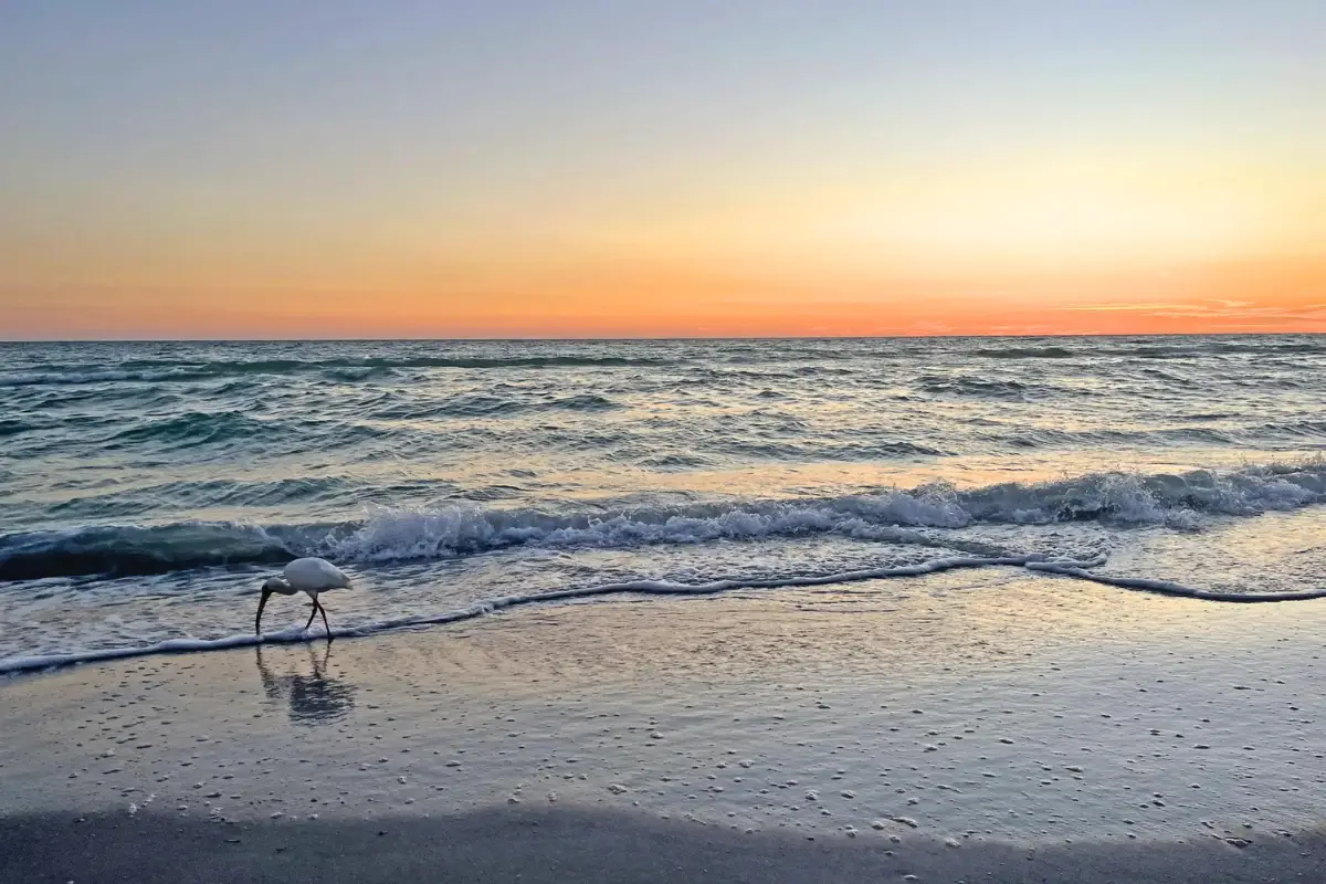 Sunset St Pete Beach FL cover image, which shows a crane on the beach while the sun is setting