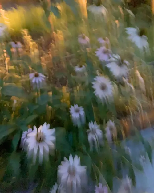 Blurry photo of flowers I took at Midlands 